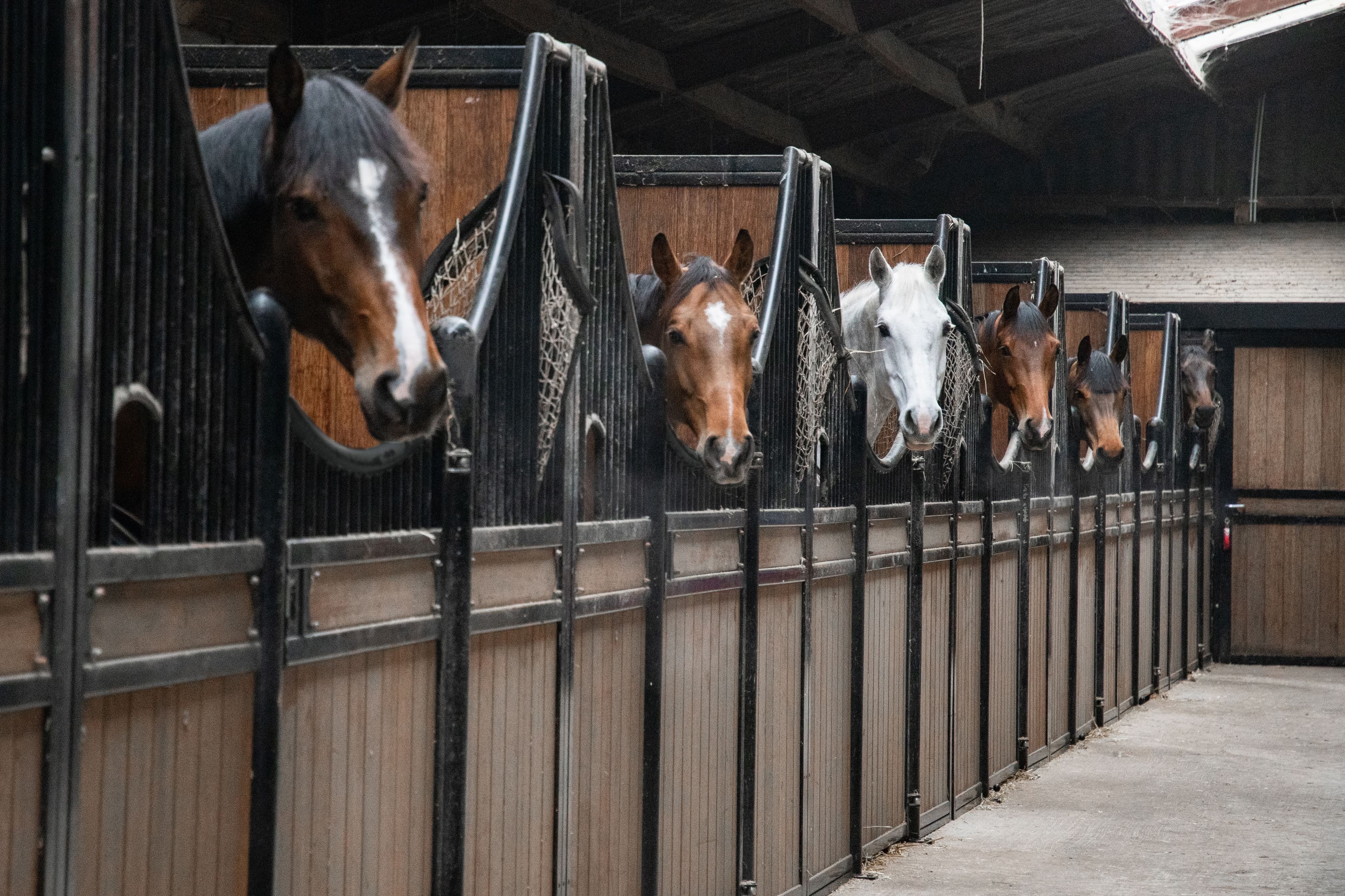 Paardenstal te Belsele - afbeelding 4
