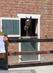 Kraaghoeve Zeeuwse gronden - afbeelding 8