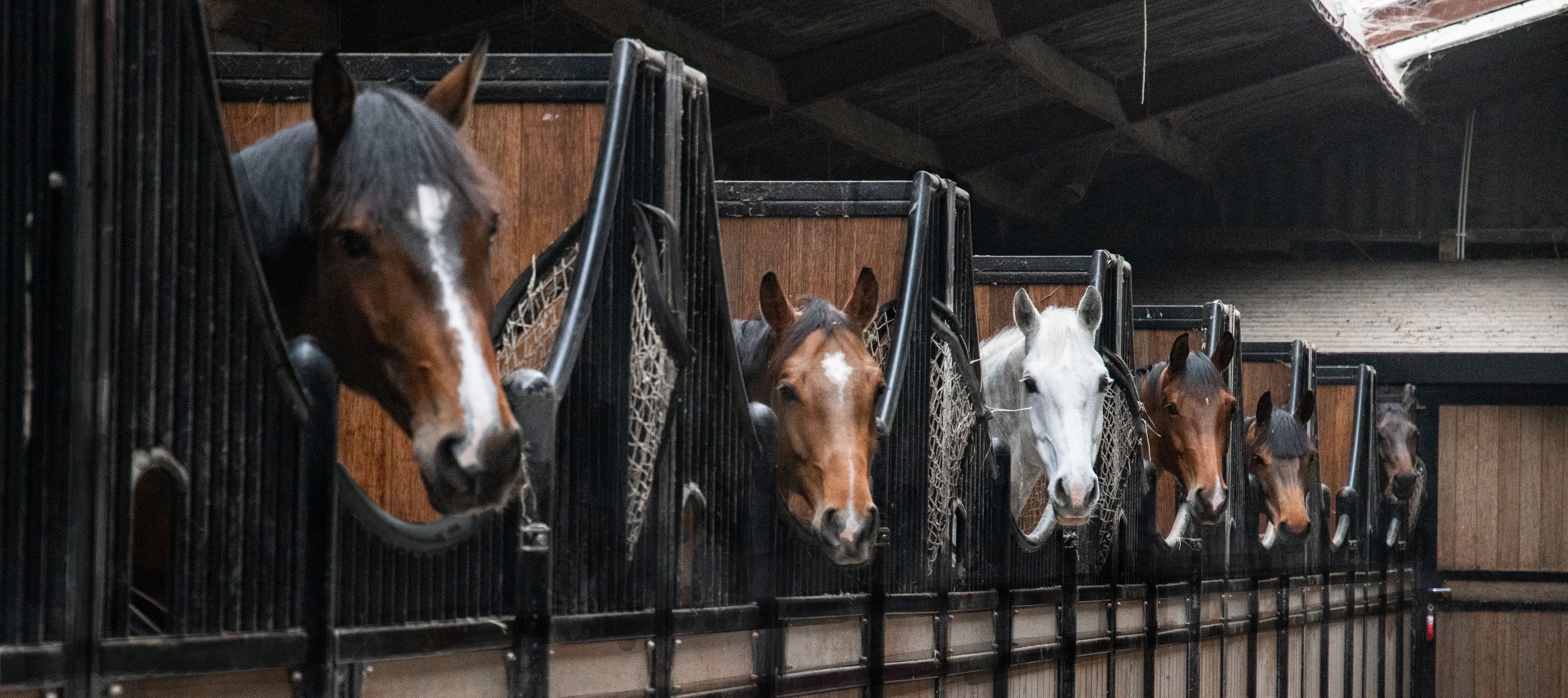 Banner foto van binnenstallen